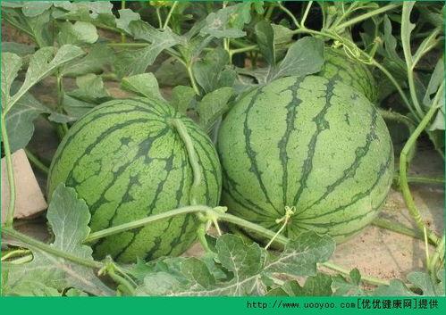 夏天到了吃瓜的好处,夏季吃瓜的五大好处
