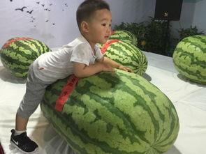 鹤壁吃瓜群众事件,网络舆论的风暴与反思