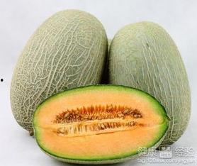 青鱼吃哈密瓜,探索哈密瓜的神秘魅力