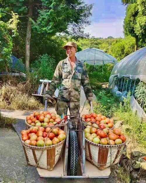 北山美所吃瓜,瓜田里的明星,揭秘娱乐圈的甜蜜与苦涩