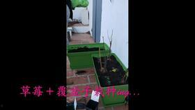 爷爷在院子吃瓜